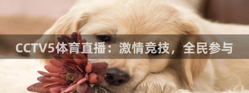 CCTV5体育直播：激情竞技，全民参与