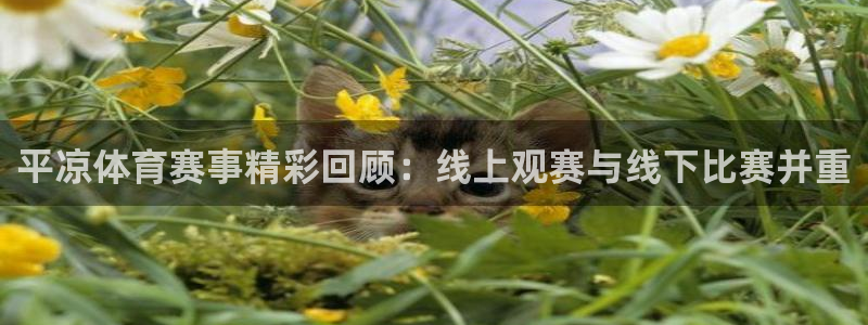 平凉体育赛事精彩回顾：线上观赛与线下比赛并重