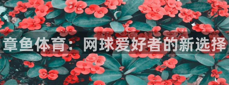 章鱼体育：网球爱好者的新选择