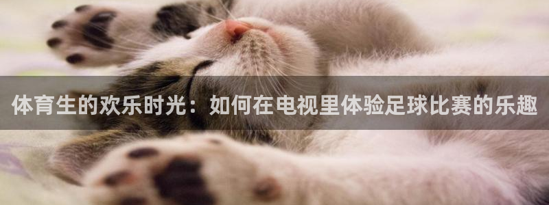 体育生的欢乐时光：如何在电视里体验足球比赛的乐趣