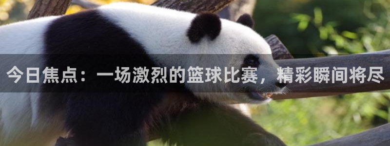 今日焦点：一场激烈的篮球比赛，精彩瞬间将尽